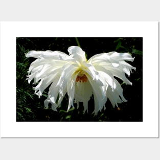 Weeping White Dahlia Posters and Art